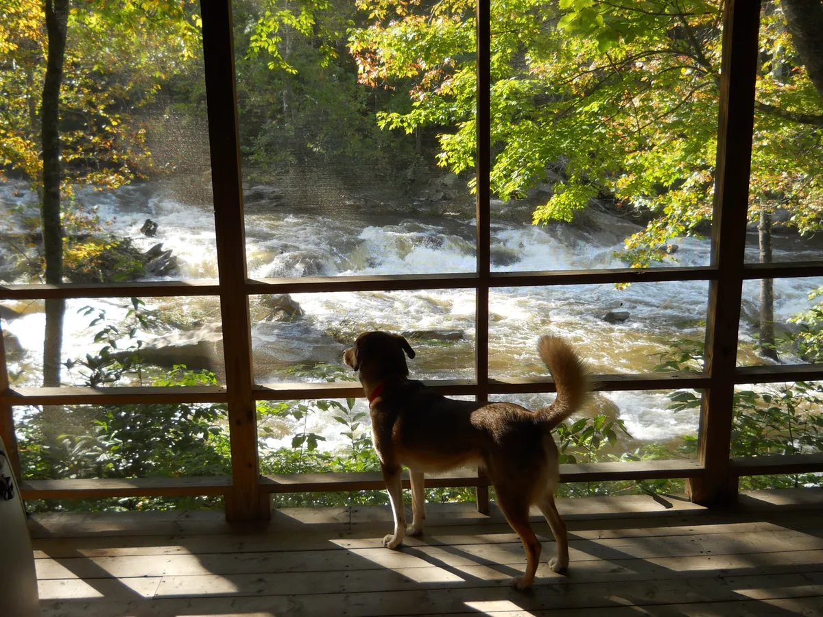 An inviting interior space where a dog gazes out at the flowing river and surrounding trees through large screened windows. The peaceful interior sitting area is perfectly positioned to enjoy the tranquil river backdrop and the natural beauty beyond.