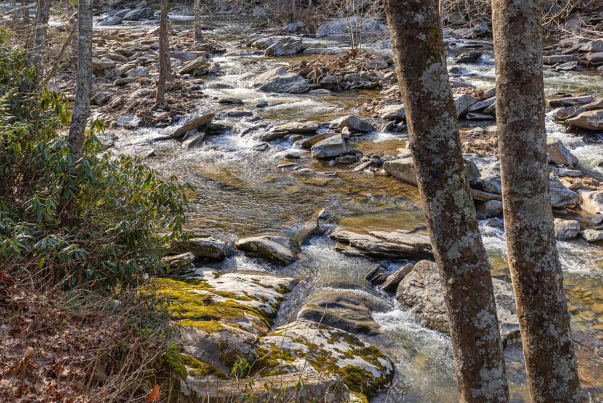 A tranquil scene of a flowing stream winding between smooth rocks and lush green trees, surrounded by dense foliage. The natural landscape evokes a sense of peaceful immersion in the outdoors, ideal for both wildlife watching and kayaking.