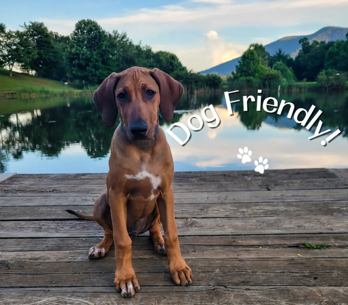 A happy dog enjoys a walk along a lush riverbank, with water and greenery in the background. The playful mood reflects the property’s pet-friendly nature and the joy of outdoor exploration with family and friends.